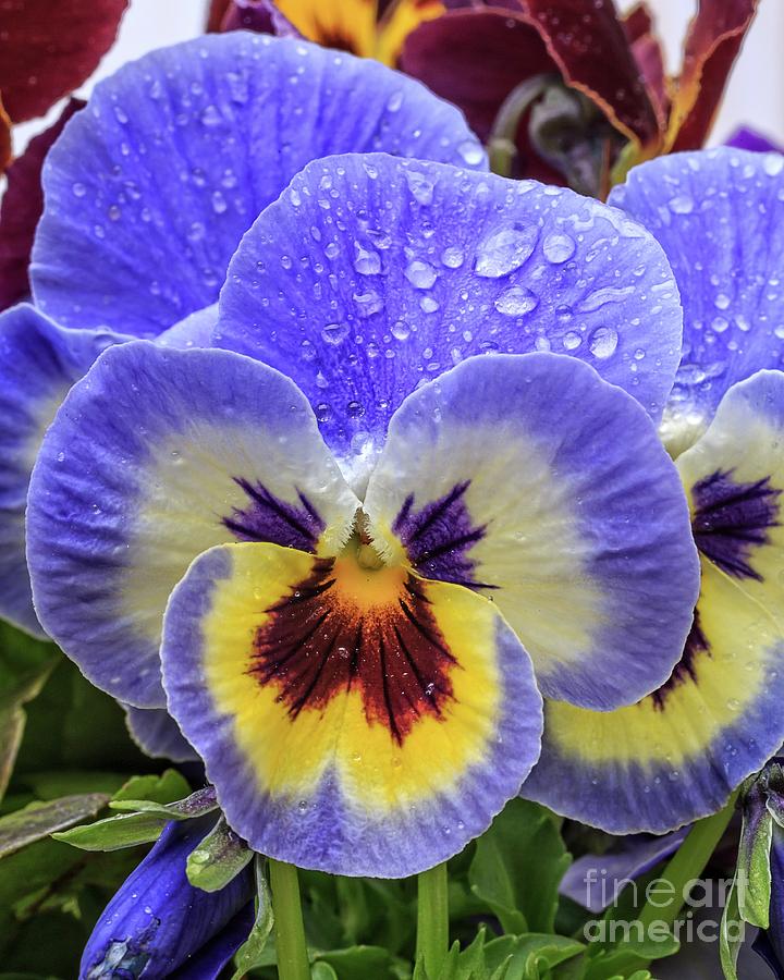 Flower Photograph - Spring Pansies Flower by Edward Fielding