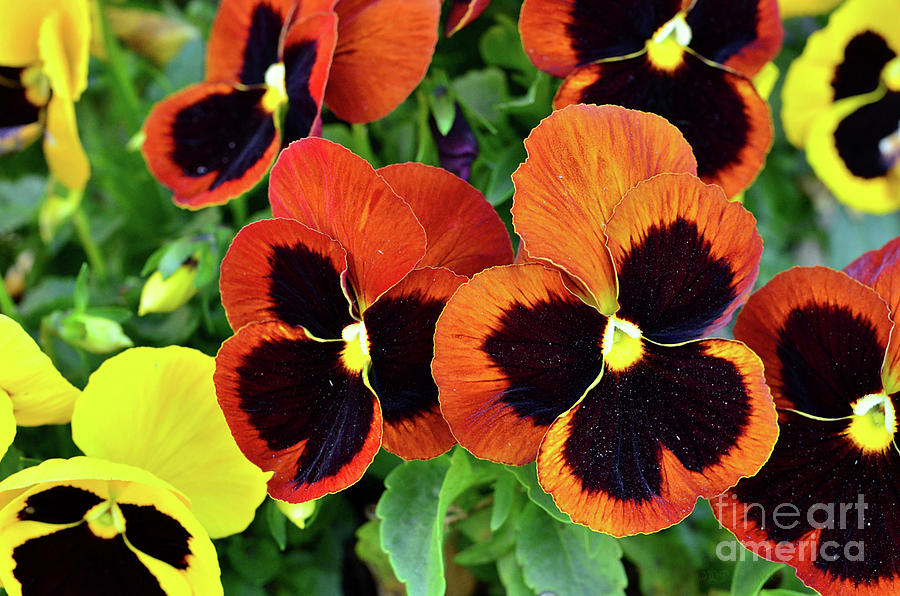 Nature Photograph - Spring Pansy by Debby Pueschel