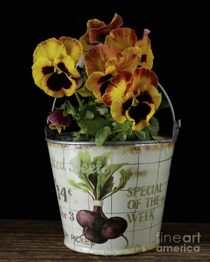 Spring Pansy Flowers in a Pail Photograph by Edward Fielding