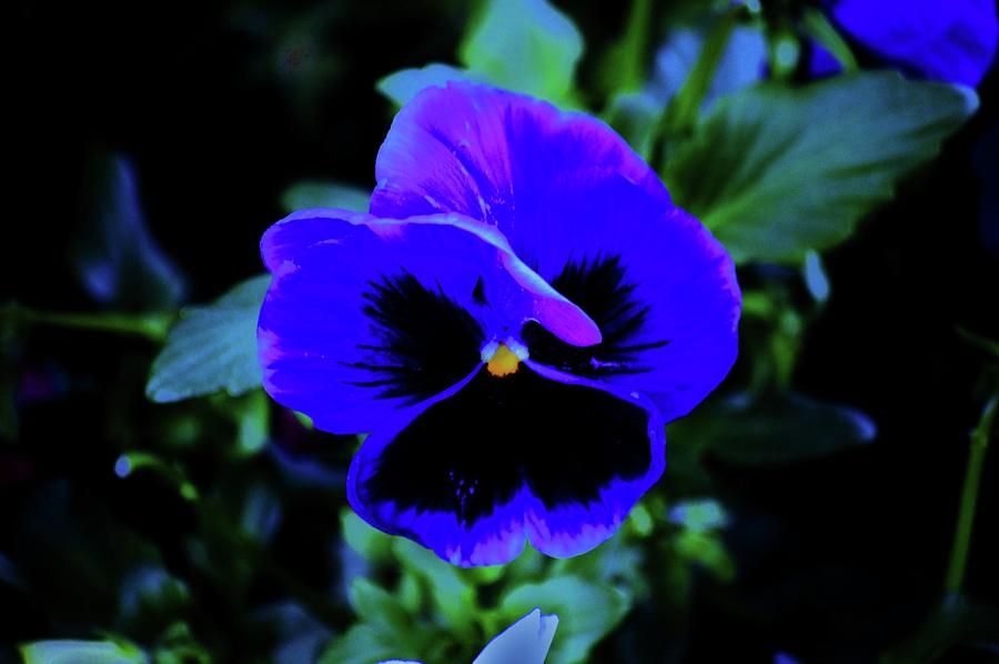 Spring Pansy Photograph by Helen Carson
