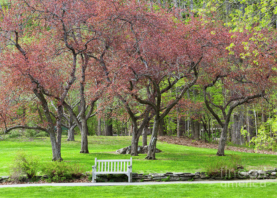 Spring Park Scenic Photograph by Alan L Graham