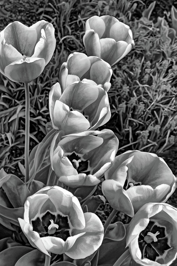 Spring Passions 2 - Paint bw Photograph by Steve Harrington