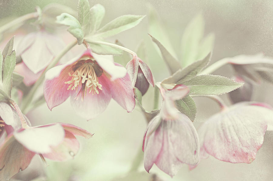 Spring Pastels Photograph by Jenny Rainbow
