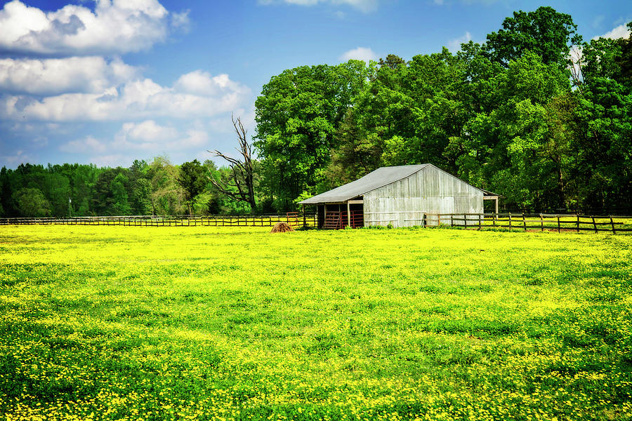 Spring Pasture -1 Photograph by Alan Hausenflock - Fine Art America