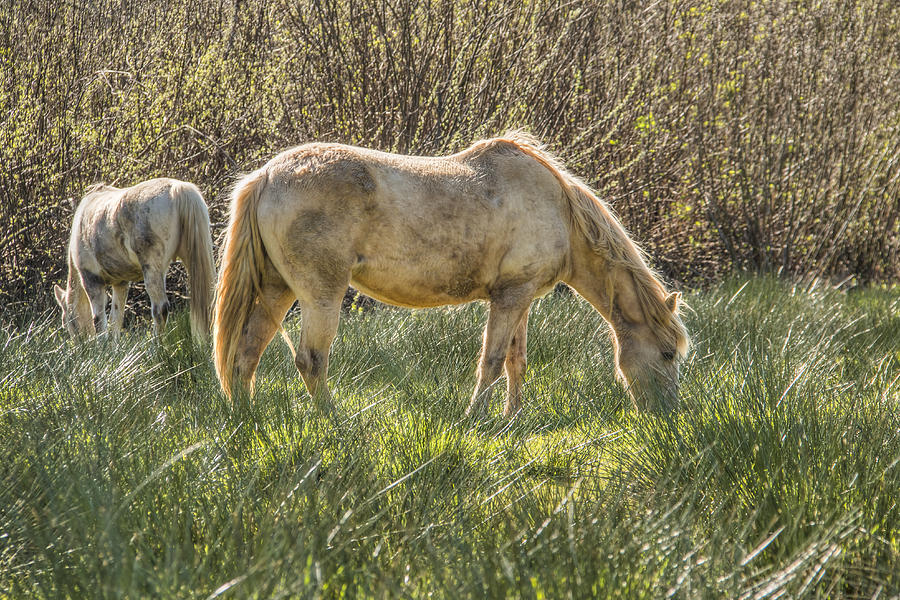 Spring Pasture Photograph by Kristina Rinell