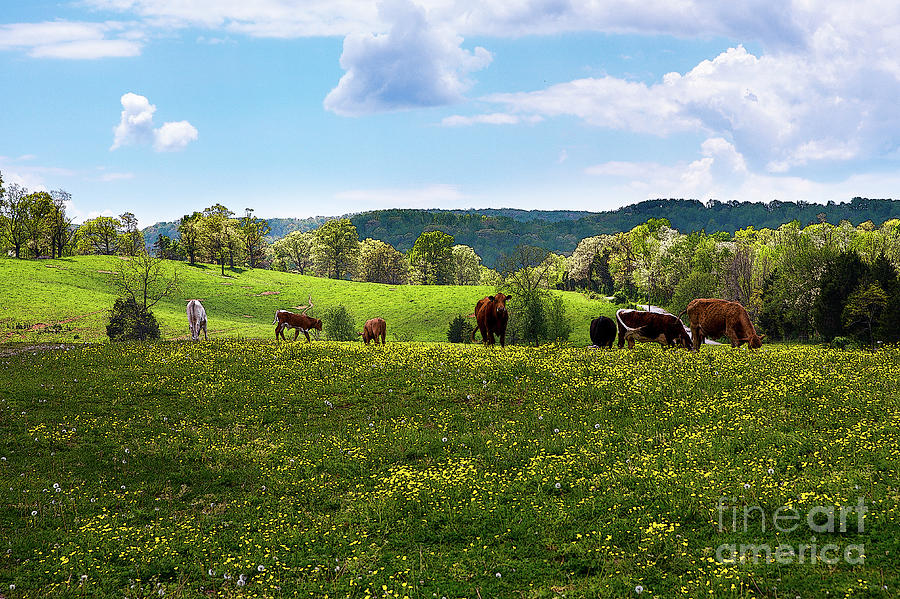 Cow Photograph - Spring Pastureland by Paul Mashburn