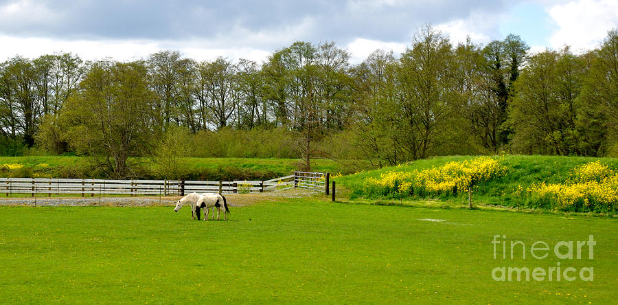 Spring Pastures Panoramic Photograph by Tatyana Searcy