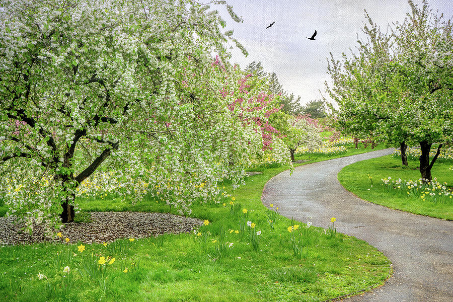 Spring Path Photograph by June Marie Sobrito
