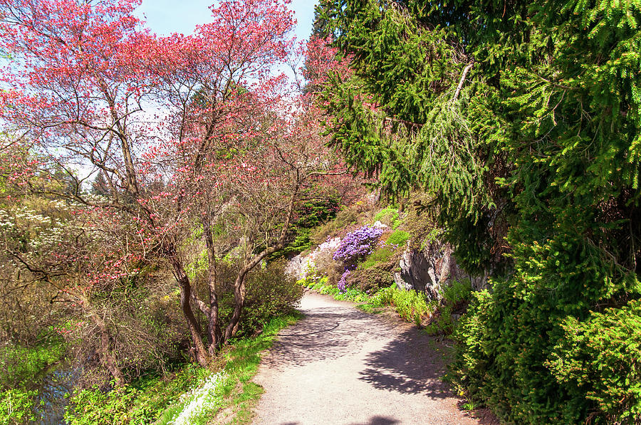 Spring Path. Old Rock Alpine Garden At Pruhonice Park 3 Photograph by Jenny Rainbow