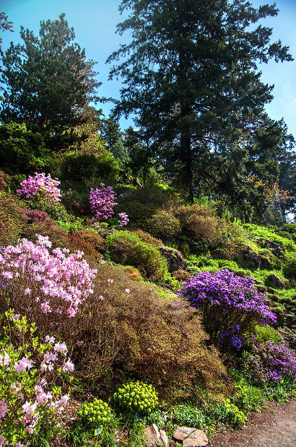 Spring Path. Old Rock Alpine Garden At Pruhonice Park 4 Photograph by Jenny Rainbow