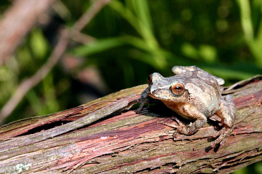 Animal Photograph - Spring Peeper by Betsy LaMere