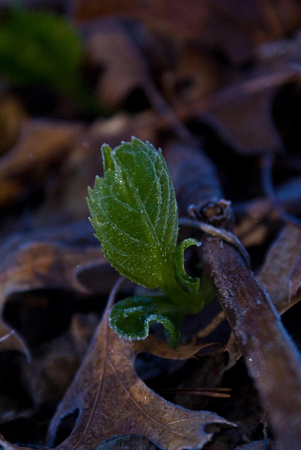 Leaf Photograph - Spring Peeps Forth by Douglas Barnett