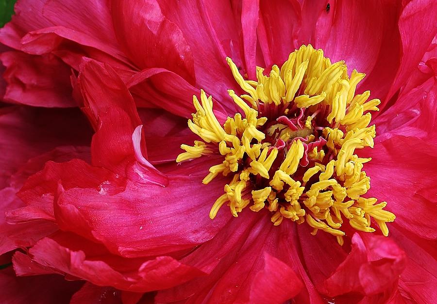 Spring Peony Photograph by Bruce Bley