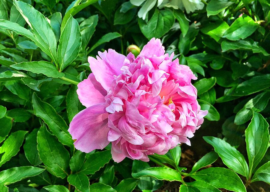 Spring Peony Photograph by Chris Berrier