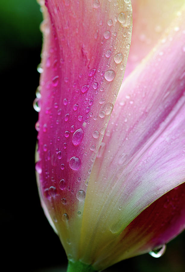 Spring Petals and Drops Photograph by Julie Palencia