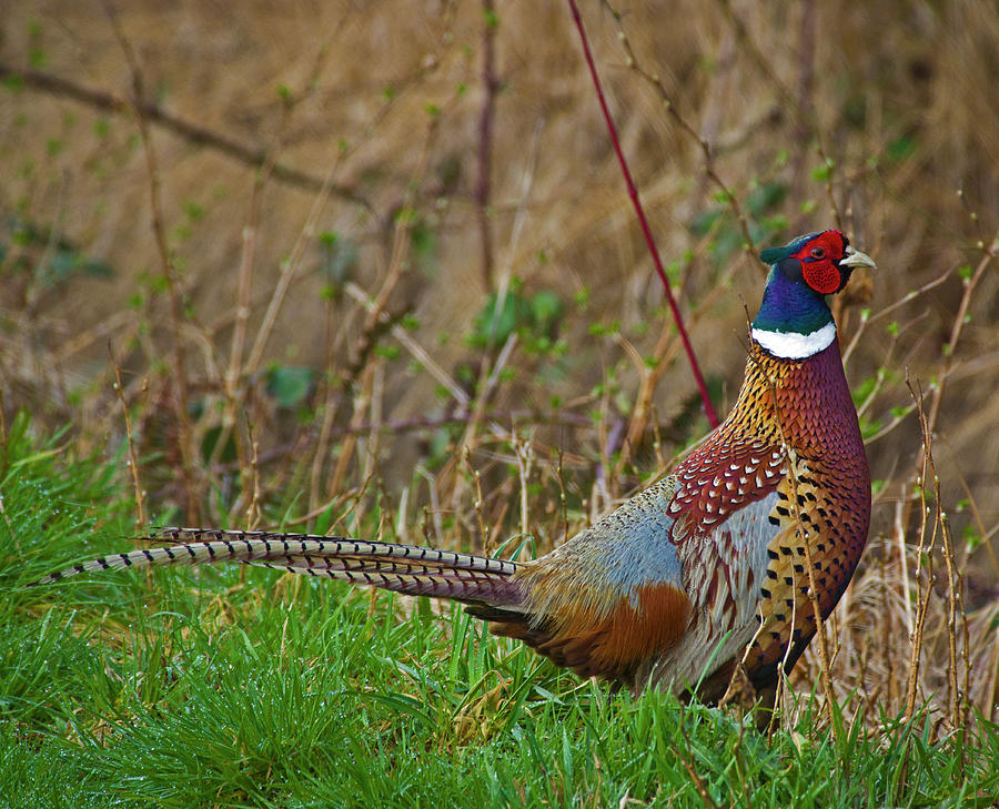 Pheasant Photograph - Spring Pheasent by Rob Mclean
