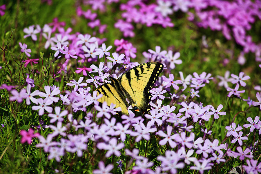 Spring Phlox with Butterfly Photograph by Jill Lang