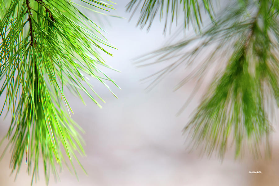 Spring Pine Abstract Photograph by Christina Rollo