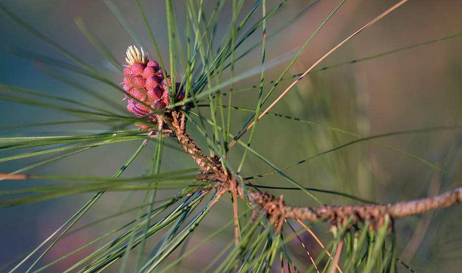 Spring Pine Photograph by Brooke Bowdren