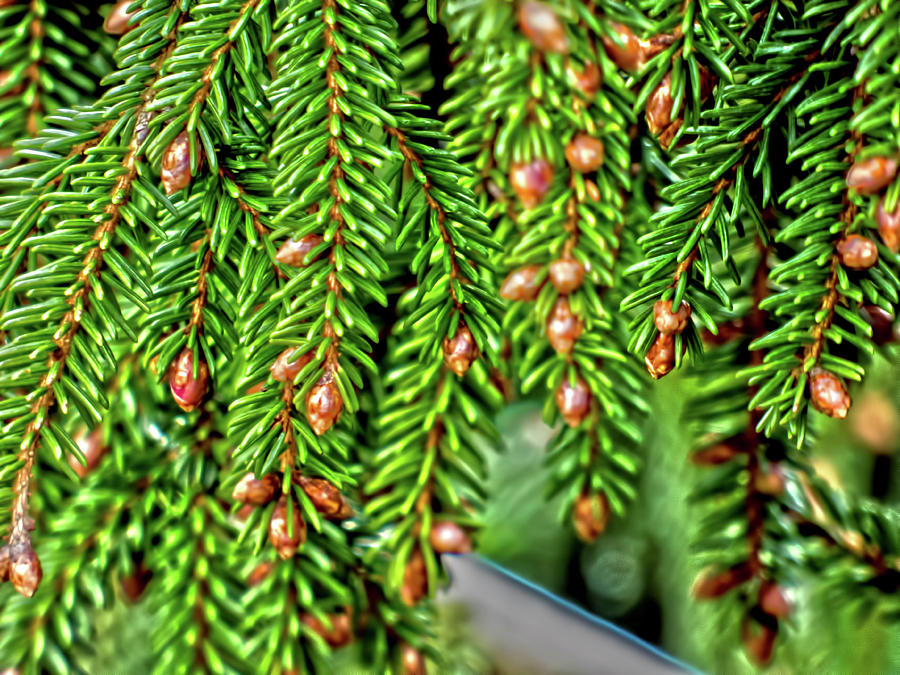 Spring Pine Photograph by Leslie Montgomery