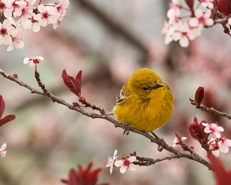 Spring Pine Warbler 2 Photograph by Lara Ellis