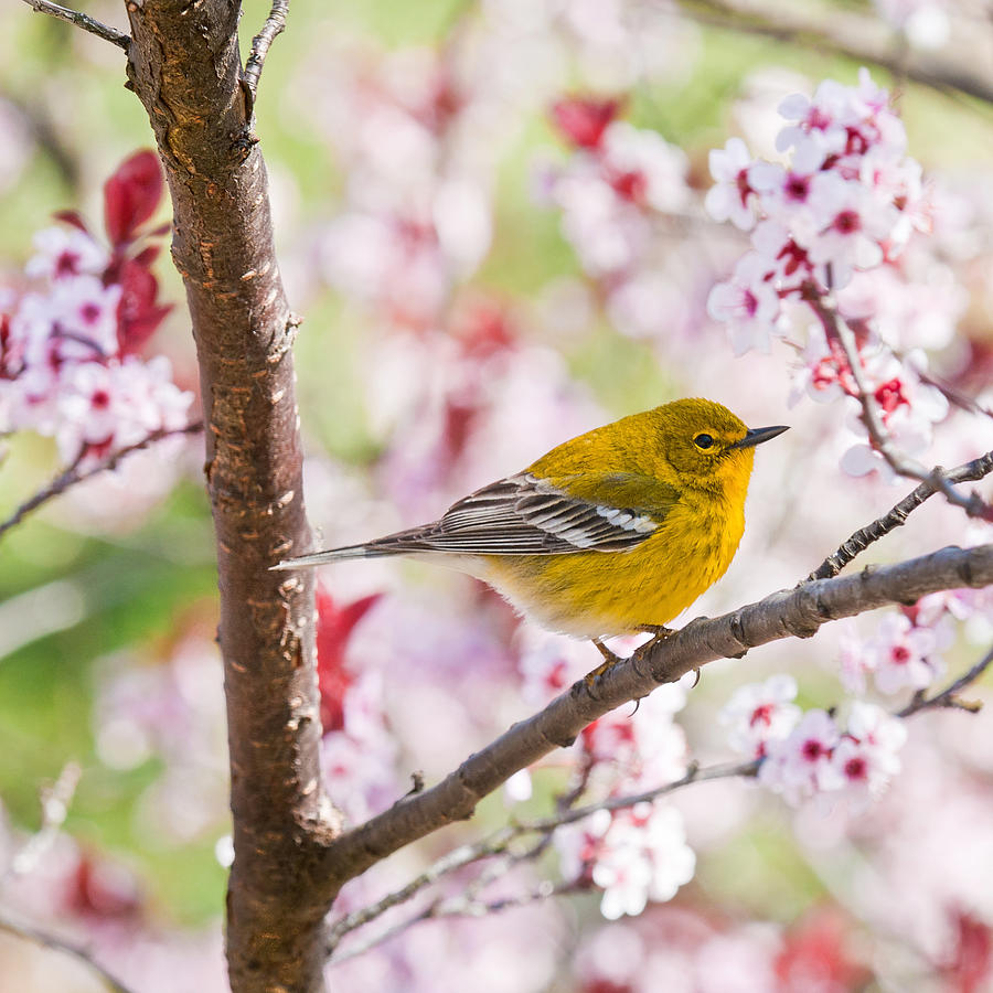Spring Photograph - Spring Pine Warbler 2016 by Lara Ellis