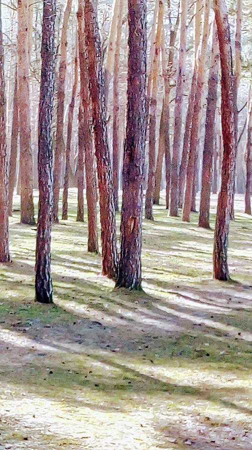 Spring Pines Photograph by Oleg Zavarzin
