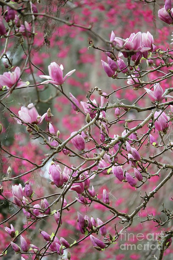 Spring Pink and Gray Branches Photograph by Carol Groenen