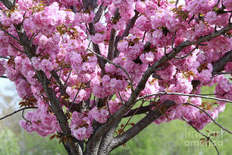 Spring Pink Cherry Tree Photograph by Carol Groenen