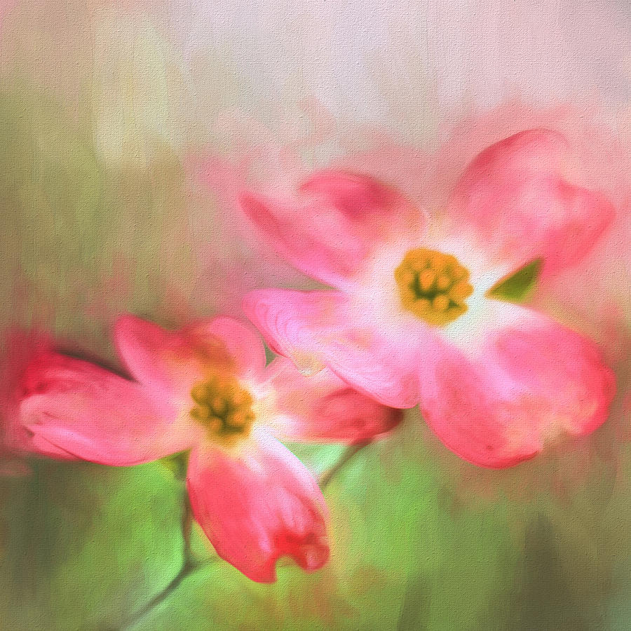 Spring Pink Photograph by Darren Fisher