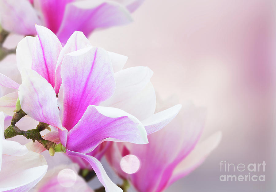 Spring  Pink  Magnolia Flowers Photograph by Anastasy Yarmolovich
