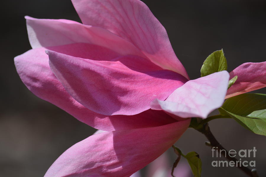 Spring Pink Magnolia Photograph by Maria Urso