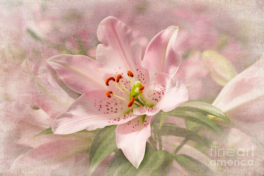 Spring Pink Photograph by Marilyn Cornwell