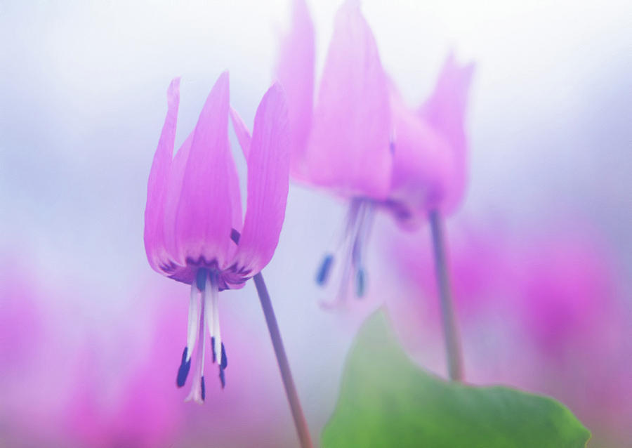 Nature Mixed Media - Spring Pink Meadows by Georgiana Romanovna