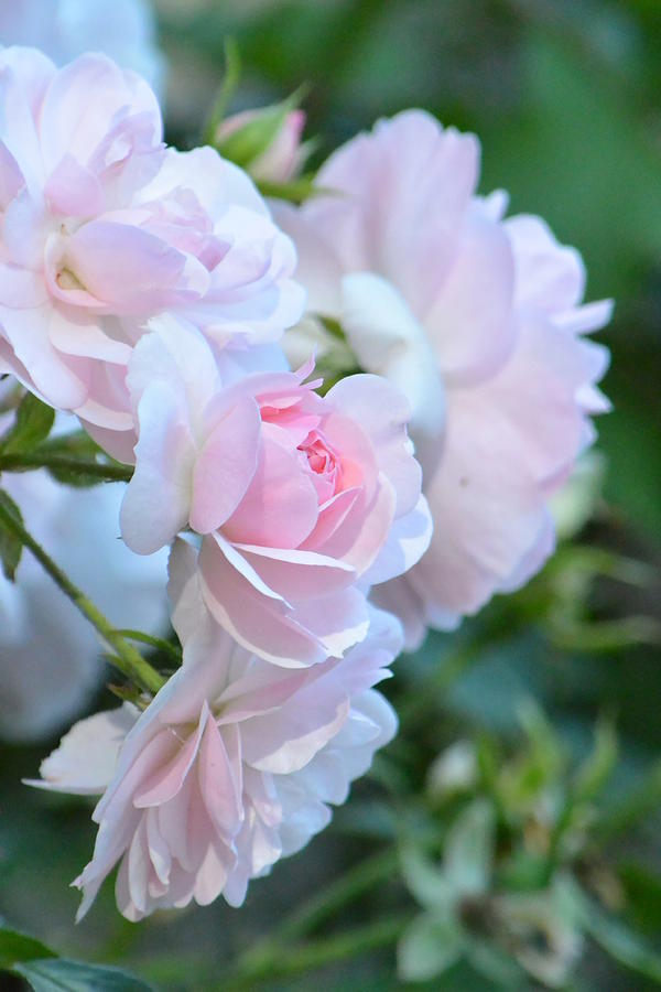 Spring Photograph - Spring Pink Roses by Nicki Bennett