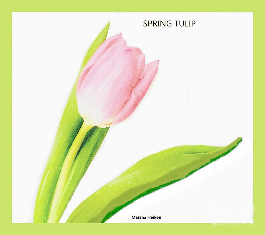 Spring Pink Tulip Photograph by Marsha Heiken