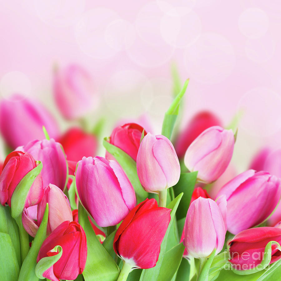 Pink Bloom of Tulips Photograph by Anastasy Yarmolovich