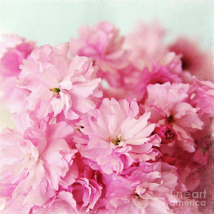 Spring Pinks Photograph by Sylvia Cook