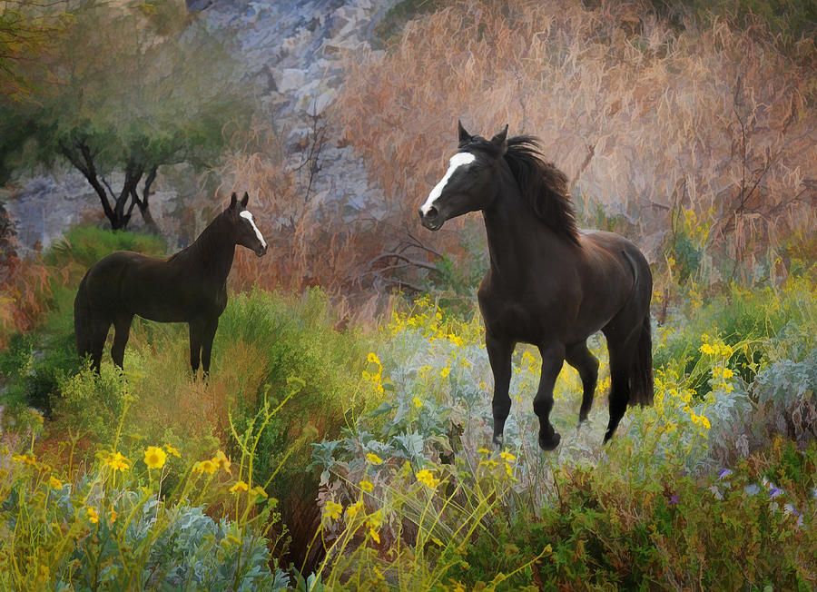 Black Horses Photograph - Spring Play by Melinda Hughes-Berland