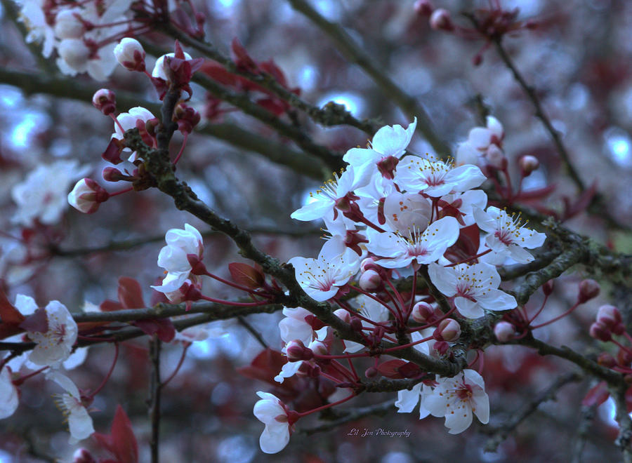 Spring Plum Blossoms Photograph by Jeanette C Landstrom