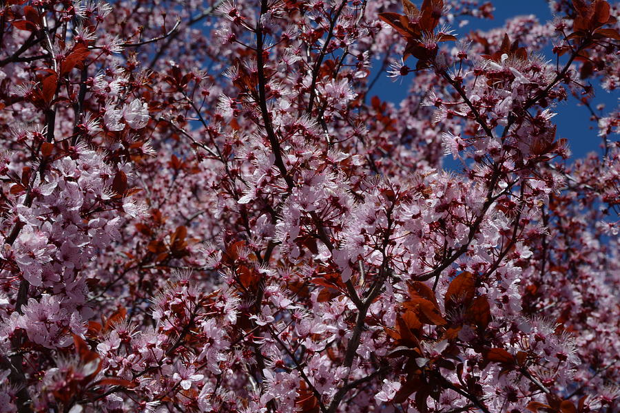 Spring Plum Photograph by Dave Hill