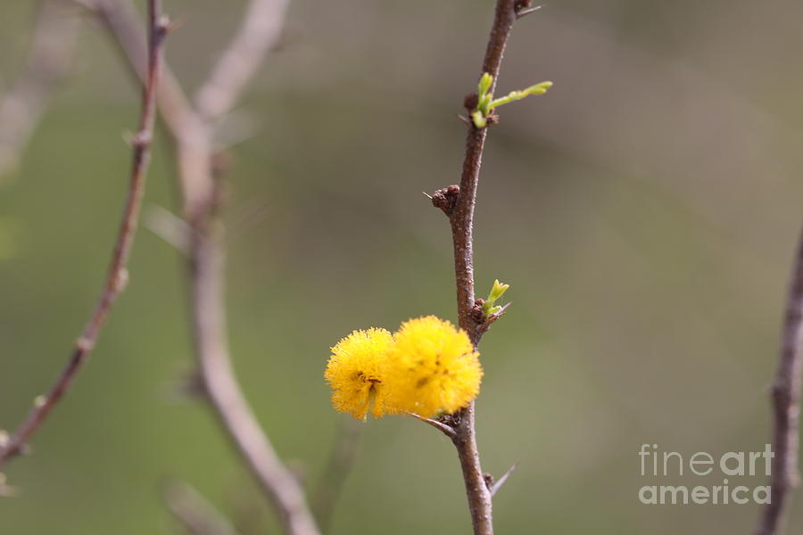 Spring Pom Photograph by Patricia Alexander - Fine Art America