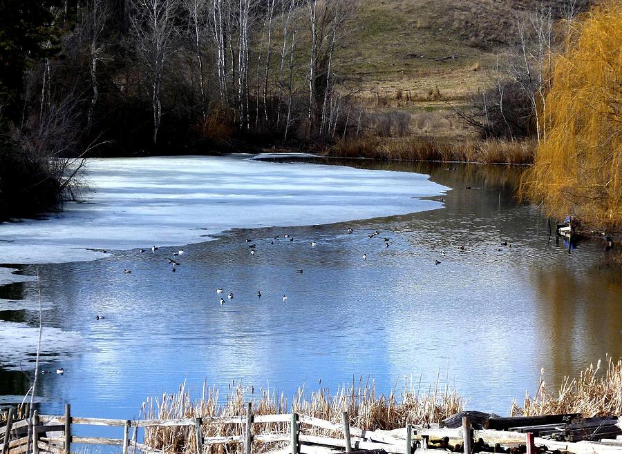Spring Pond Photograph by Will Borden