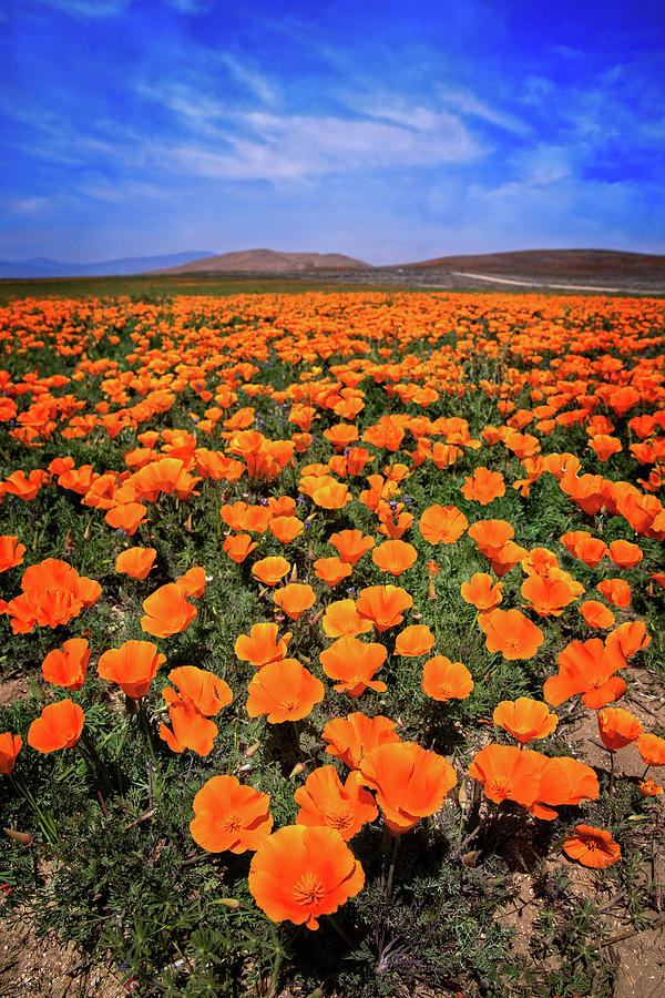 Spring Poppies at the Reserve Photograph by Lynn Bauer