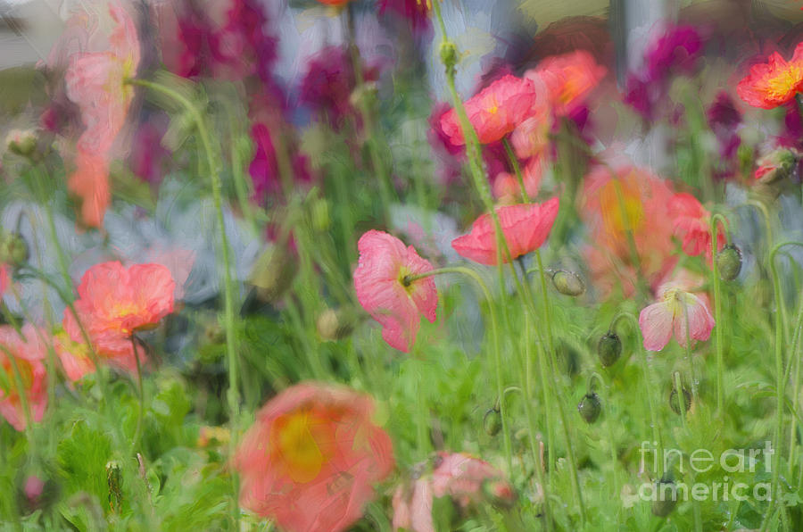 Spring Photograph - Spring Poppies by Darla Rae Norwood