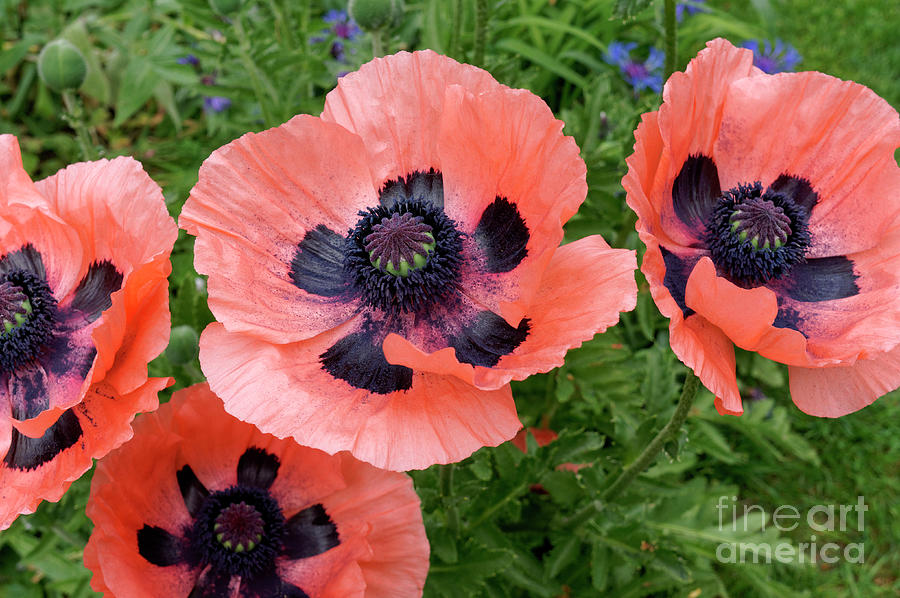 Spring Poppies Photograph by John  Mitchell
