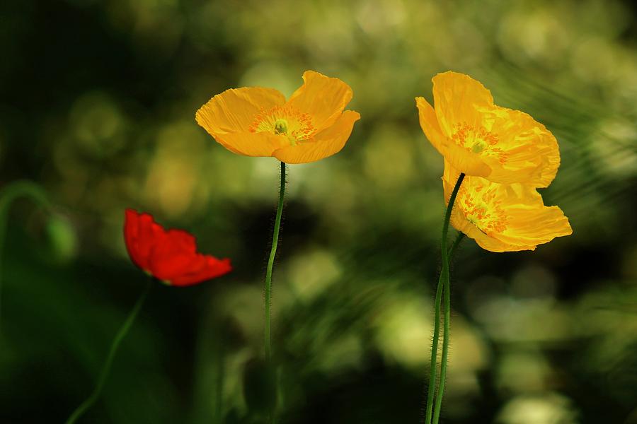 Spring Poppies Photograph by Kevin Wheeler