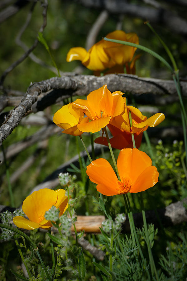 Spring Poppies Photograph by Laurel Powell