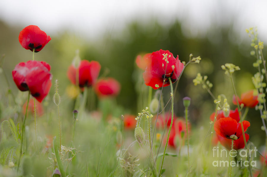 Spring Poppies  Digital Art by Perry Van Munster