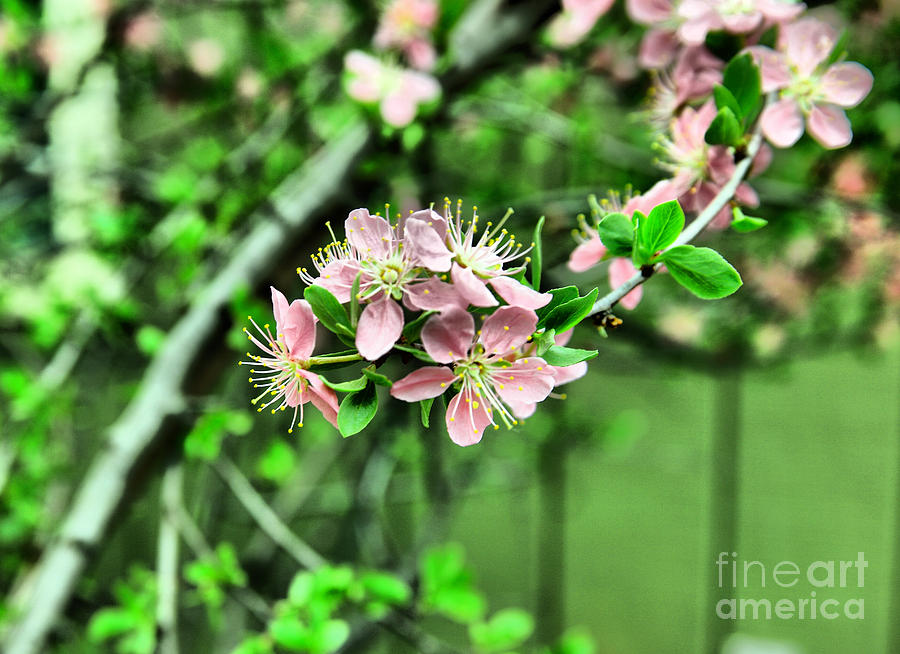Spring Photograph - Spring popping open by Jeff Swan